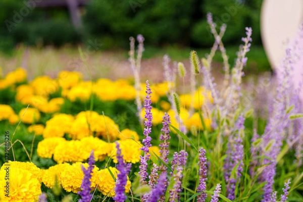 Obraz Close-up photo of purple lavender flowers growing in a field of yellow flowers in early summer.