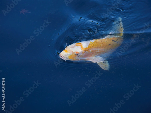 Fototapeta 日本の庭園の池に泳ぐ美しい錦鯉の姿