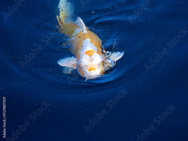 Fototapeta 日本の庭園の池に泳ぐ美しい錦鯉の姿