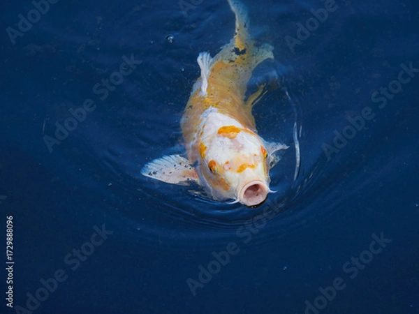 Fototapeta 日本の庭園の池に泳ぐ美しい錦鯉の姿