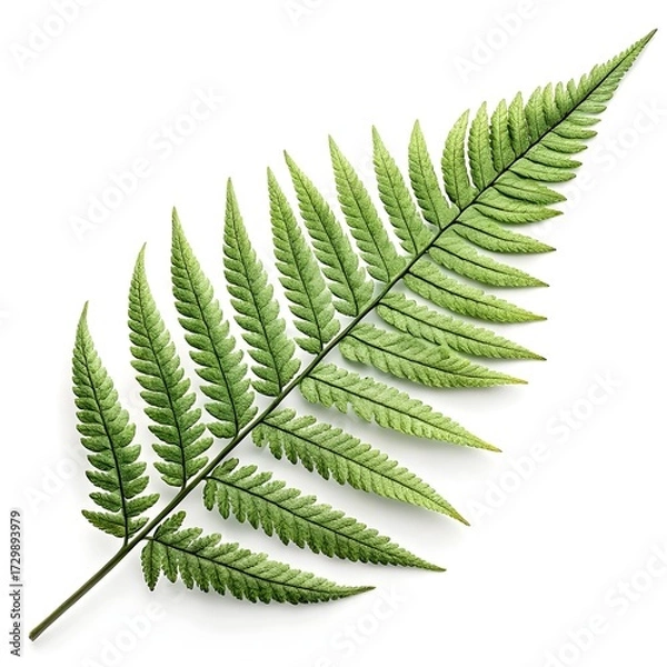 Fototapeta Kimberley Queen Sword Fern Leaf Elegant Tropical Green Foliage with Upright Sword-Like Fronds and Distinct Vein Texture Radiating Exotic Freshness on White Background