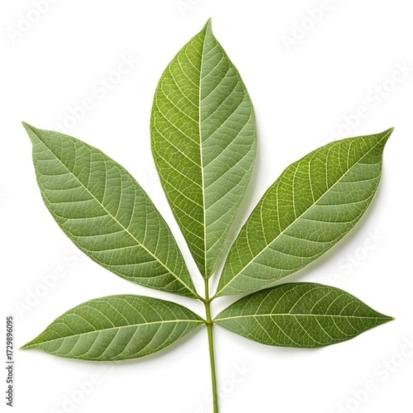 Fototapeta Winged Soapberry Leaf Graceful Tropical Green Foliage with Pinnate Leaflets and Distinct Vein Texture Radiating Exotic Freshness and Natural Elegance on White Background