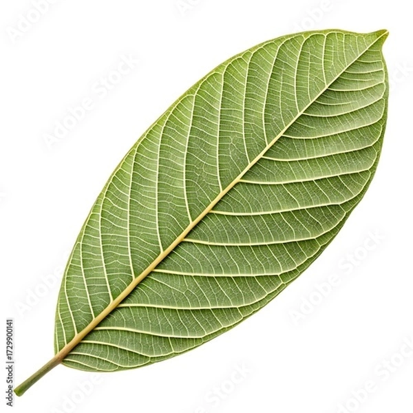Fototapeta East Indian Walnut Leaf Elegant Tropical Greenery with Compound Oval Leaflets and Distinct Vein Texture Highlighting Natural Freshness and Exotic Simplicity on White Background