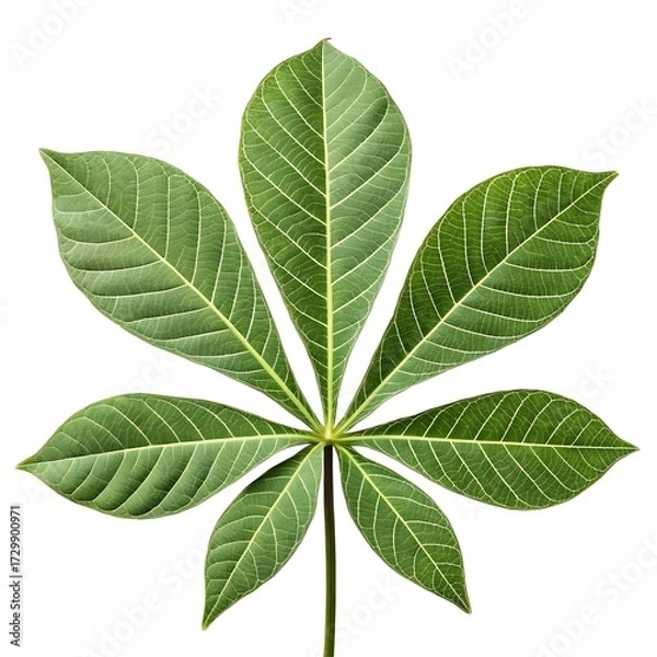Fototapeta Peanut Tree Leaf Glossy Tropical Green Elegance with Smooth Oval Blades and Prominent Veined Texture Highlighting Exotic Freshness and Natural Beauty on White Background