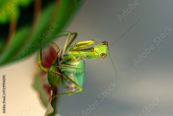 Fototapeta A close-up shot of a vibrant green tree mantis (Hierodula tenuidentata) perched on a leaf, showcasing its intricate details and predatory stance. The insect's large compound eyes and powerful forelegs