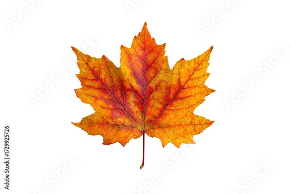 Fototapeta A maple leaf in autumn colors. The leaf is orange and yellow, and it is the color of autumn. The leaf is on a white background, which makes it stand out