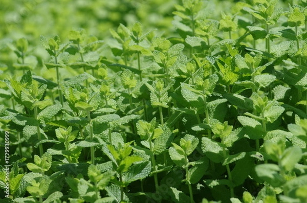 Obraz 緑に茂った初夏のミント