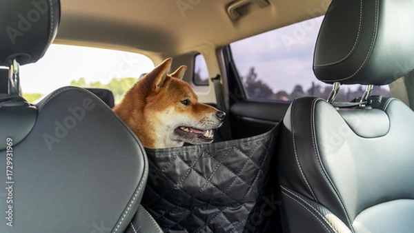 Obraz Shiba Inu dog in the back seat of a car