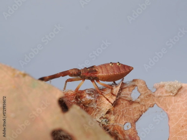 Fototapeta Gonocerus acuteangulatus es una chinche rojiza con manchas oscuras, que se alimenta de savia de árboles y arbustos, común en la región mediterránea.