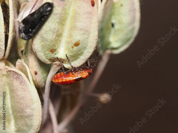 Fototapeta Spilostethus pandurus es una chinche roja y negra, frecuente en zonas cálidas, que se alimenta de semillas y a veces actúa como plaga en cultivos.