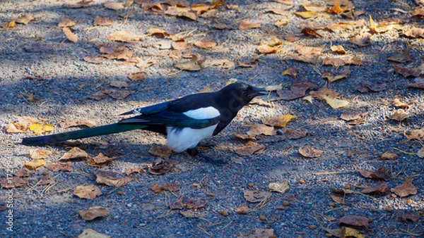 Fototapeta A young magpie on a path with dry autumn leaves