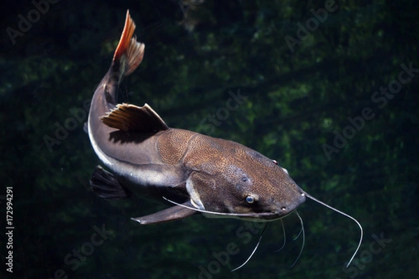 Fototapeta Sumik zwyczajny (Phractocephalus hemioliopterus).