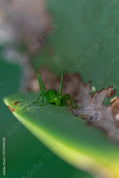 Obraz Bright green grasshopper resting quietly on fresh green leaf