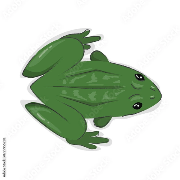 Obraz green frog top view - vector illustration