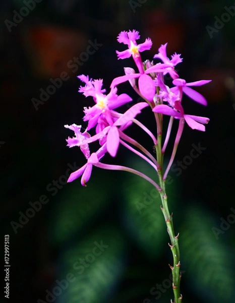Fototapeta purple flower on black background
