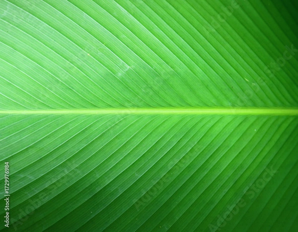 Obraz green leaf texture