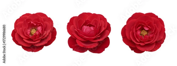 Obraz Set of red camellia flowers isolated