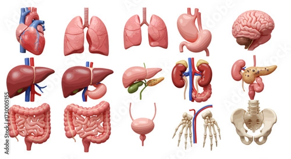Obraz Anatomical illustration displaying various human internal organs including the heart, lungs, liver, stomach, brain, kidneys, intestines, bladder, pancreas, and pelvic bone.