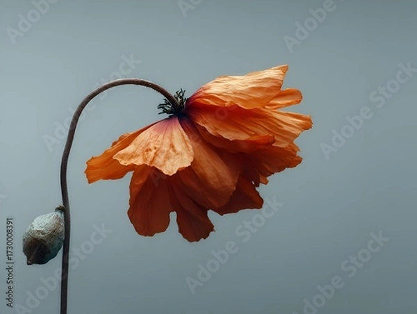 Fototapeta A single delicate orange poppy sways gently with a muted background showcasing its fragile beauty softly.