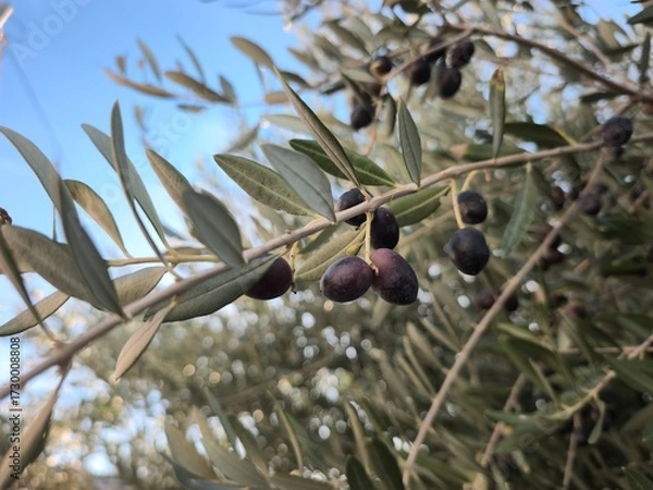 Fototapeta olives on a tree