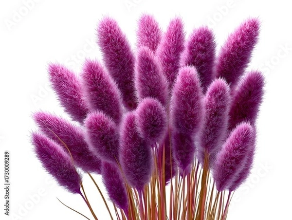 Fototapeta A vibrant bunch of deep pink bunny tail grass plumes are arranged on a stark white isolated background.