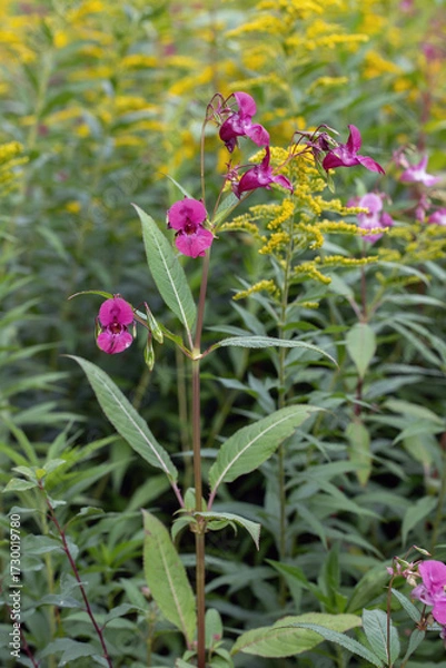 Fototapeta Himalayan balsam (Impratiens glandulifera) and Canadian goldenrod (Solidago canadiensis). Typical, invasive weeds in fall.