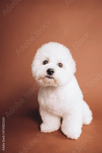Obraz Cute bichon frise puppy posing in studio