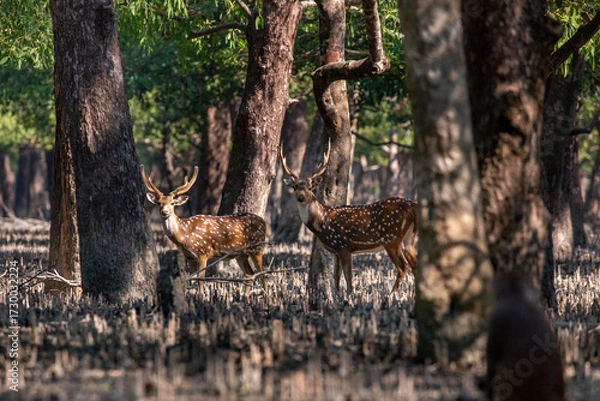 Fototapeta Spotted Deer in a Mangrove Forest. Sundarban is the natural habitat of the world's Royal Bengal Tiger. Deer is very common in the Soundarbans. Ecotourism and wildlife sanctuary in the Sundarbans.