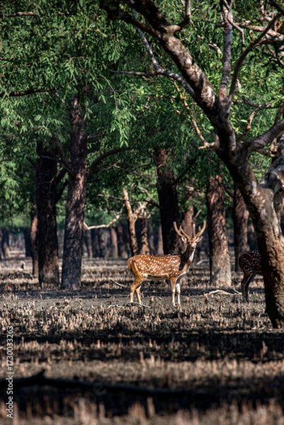 Fototapeta Spotted Deer in a Mangrove Forest. Sundarban is the natural habitat of the world's Royal Bengal Tiger. Deer is very common in the Soundarbans. Ecotourism and wildlife sanctuary in the Sundarbans.
