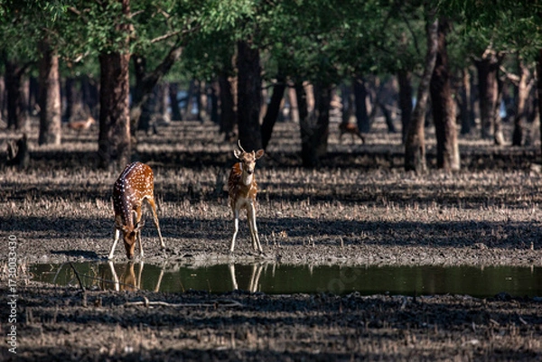 Fototapeta Spotted Deer in a Mangrove Forest. Sundarban is the natural habitat of the world's Royal Bengal Tiger. Deer Drinking Water in a Forest. Ecotourism and wildlife sanctuary in the Sundarbans.