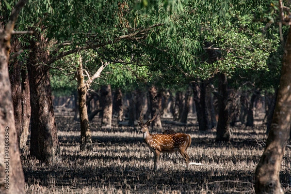 Fototapeta Spotted Deer in a Mangrove Forest. Sundarban is the natural habitat of the world's Royal Bengal Tiger. Deer is very common in the Soundarbans. Ecotourism and wildlife sanctuary in the Sundarbans.