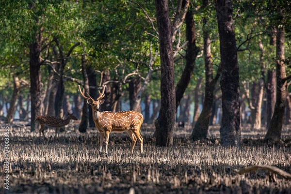Fototapeta Spotted Deer in a Mangrove Forest. Sundarban is the natural habitat of the world's Royal Bengal Tiger. Deer is very common in the Soundarbans. Ecotourism and wildlife sanctuary in the Sundarbans.