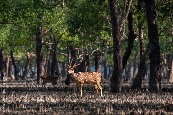 Fototapeta Spotted Deer in a Mangrove Forest. Sundarban is the natural habitat of the world's Royal Bengal Tiger. Deer is very common in the Soundarbans. Ecotourism and wildlife sanctuary in the Sundarbans.