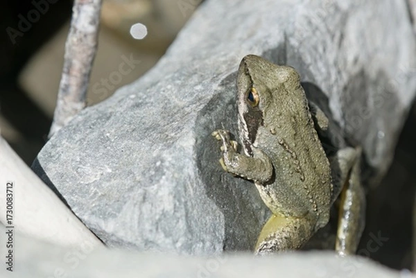 Fototapeta Greek Stream Frog (Rana graeca), Greece