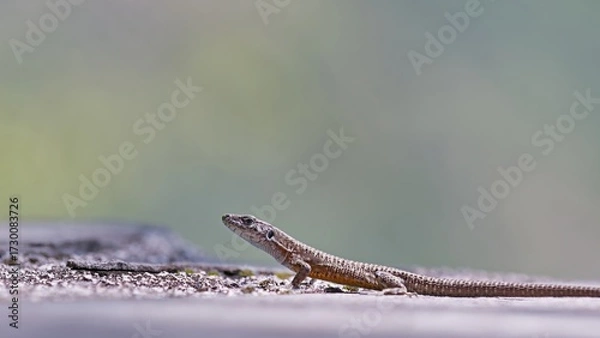 Fototapeta Dalmatian Algyroides (Algyroides nigropunctatus), Greece