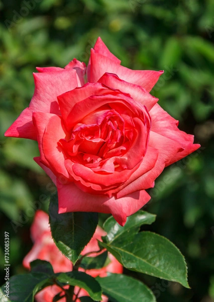 Obraz Rose flower
