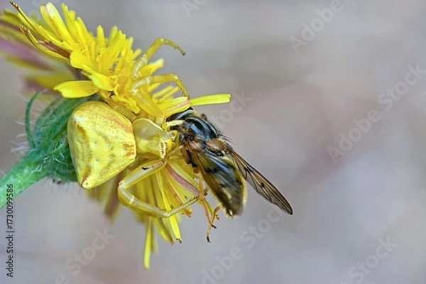 Fototapeta Crab spider (Thomisus onustus), Greece