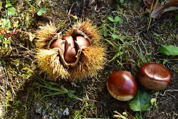 Obraz 毬栗と栗の実