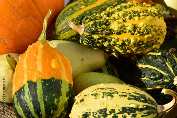 Obraz おもちゃカボチャ