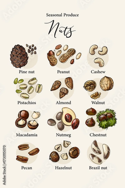 Fototapeta Vector poster with seasonal nuts – pine nut, peanut, cashew, pistachios, almond, walnut, macadamia, nutmeg, chestnut, pecan, hazelnut