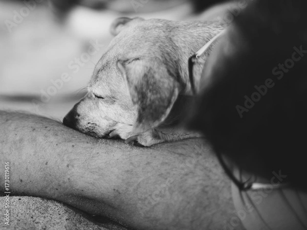 Fototapeta Śpiący pies