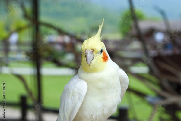 Obraz White cockatoo