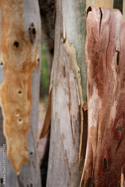 Obraz Couleur acacia