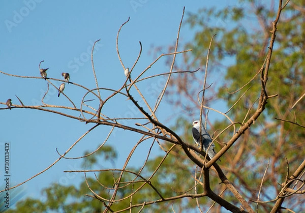 Fototapeta Black winged kite raptor bird of prey perched on branch of tree