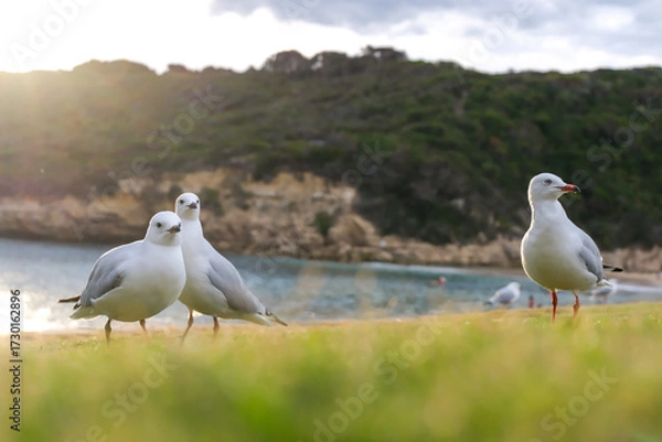 Obraz Seagulls Standing on the Shoreline at Port Campbell, Victoria, Australia