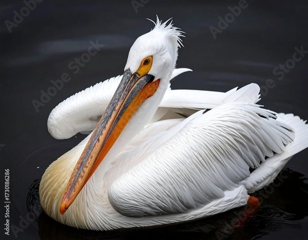 Fototapeta White pelican floats on dark water, preening feathers