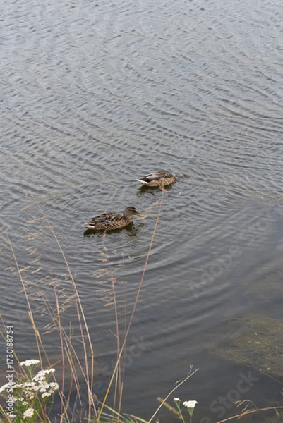 Obraz Ducks swimming in a pond, animals