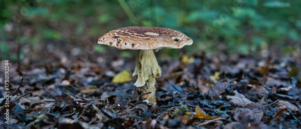 Fototapeta Solitary wild mushroom rising from mossy forest floor. Minimalist nature macro ideal for autumn themes, ecology visuals, and organic textures in outdoor photography.