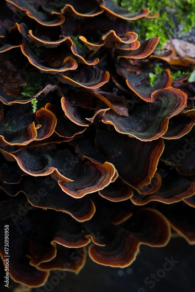 Fototapeta Colorful bracket fungi with concentric rings on decaying wood. Macro forest texture ideal for autumn themes, ecology visuals, and nature design.