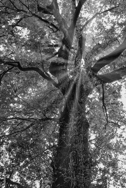 Fototapeta Black and white photo of a tall tree with sun rays piercing through branches. Dramatic light and shadow interplay ideal for nature, serenity, and conceptual themes.